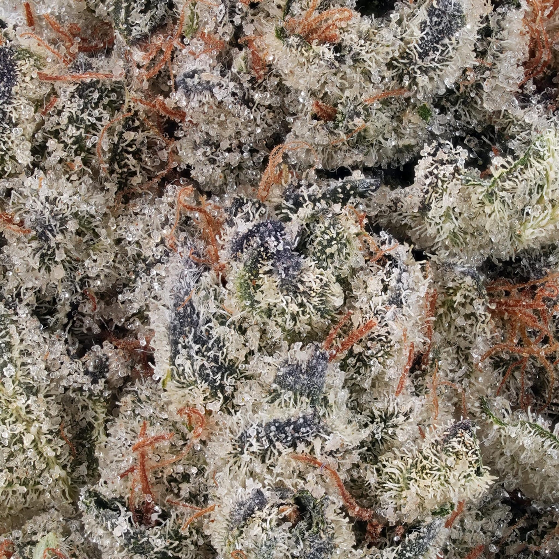 Blue Dream THCa Flower
