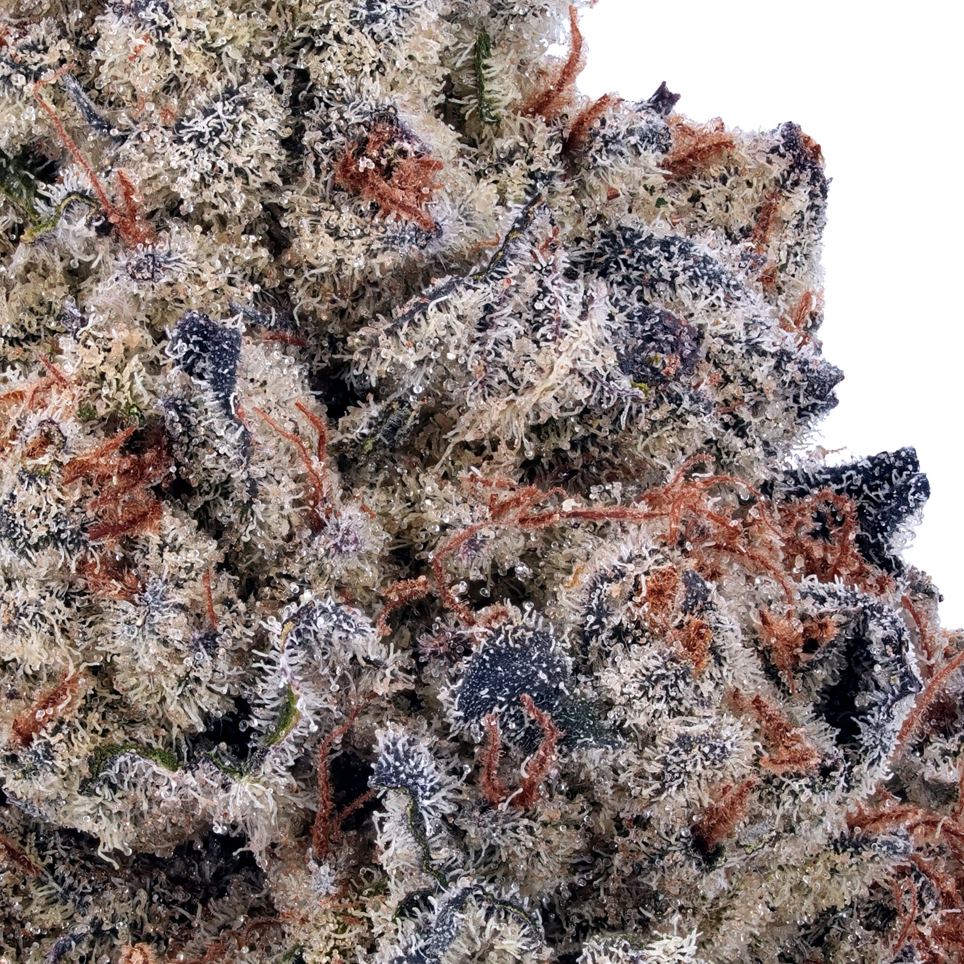 Cherry Chocolate THCa Flower - Exotic Indoor